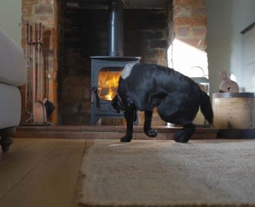 black-dog-sitting-down-in-front-of-wood-burning-st-2023-11-27-05-08-19-utc_1