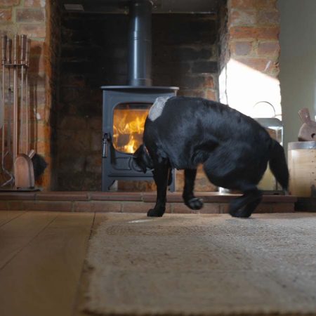 black-dog-sitting-down-in-front-of-wood-burning-st-2023-11-27-05-08-19-utc_1